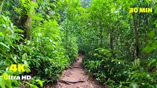 Virtual Walk - Rainforest Walking Tour - Mossman 4K - Treadmill Video - Virtual Scenery - Australia