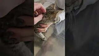 НУЖНА ПОМОЩЬ КОТЕНКУ С БОЛЬНЫМ ГЛАЗИКОМ