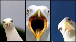 Seagull Video Moment Funny Animals Compilation #3