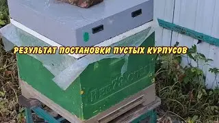 пчеловодство, результат постановки вторых курпусов