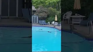 Raccoon Family Enjoys Swimming in Pool