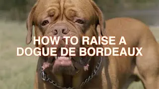 HOW TO RAISE A DOGUE DE BORDEAUX