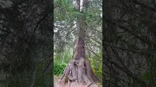 Fallen Tree Stump Comes Back to Life with 2 New Shoots! You Won’t Believe Your Eyes! Watch to END!!