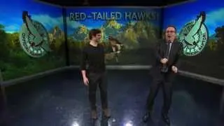 Red-Tailed Hawks: Last Week Tonight with John Oliver (HBO)