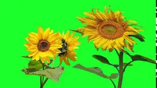 sunflower green screen video screen magic || green screen video | copyright free | royalty free