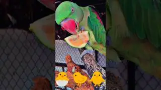 FUNNY 😂🤣 TALKING PARROT Cute 🥰🐣🐈🐥#ytshorts #shorts #youtubeshorts #parrot #mittoo #india