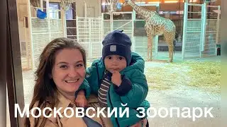 Московский зоопарк. Что можно посмотреть с маленьким ребёнком? Панды, верблюды, львы и зебры.