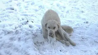 Buried under the snow with a bullet, the dog begged passersby for days but was ignored