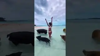 Pig Island in the Bahamas. Pigs Beach #animals #viral #shorts