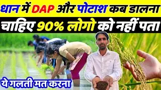 धान में डीएपी और पोटाश खाद कब डालना चाहिए 90% किसान नहीं जानते | Dhan ki kheti | Dhan ki top variety