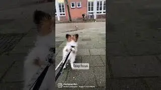 Bird watching with papillon puppy