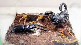 Emperor Scorpion Crab Centipede Sword Fangs Beetles