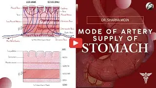 07 Mode of arterial supply of stomach  Stomach anatomy