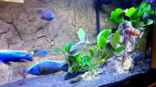 Cichlids! - 5 Tips for Success in Keeping African Cichlids