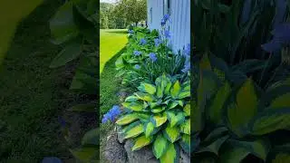 These type of little gardens are enough to keep us healthy and happy  #shorts #shortsfeed #garden