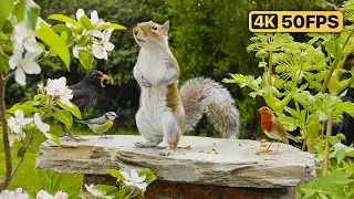 Cat TV for Cats to Watch 😸 Birds & Squirrels eat amongth the flowers 🕊 Bird Videos for Cats (4K)