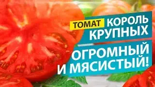 ОДИН ТОМАТ - ЧАШКА САЛАТА! СОРТ КОРОЛЬ КРУПНЫХ