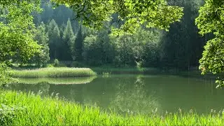 Nature sounds near Frog Pond combined with birds