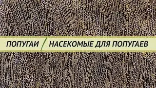 Насекомые для попугаев. Сухие, живые, замороженные. Ответы на вопросы о кормлении насекомыми.