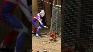 Ultraman Vs Chicken #shorts #funny