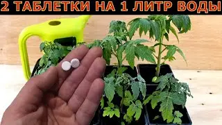 Рассада зеленеет и растет на глазах! Копеечные таблетки для рассады.