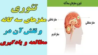 تئوری مغزهای سه گانه و نقش آن در مطالعه و یادگیری