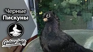 ЧЕРНЫЕ ДВУХЧУБЫЕ ПИСКУНЫ / ЖУКИ / PIGEONS / TAUBE 