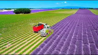 Lavender Harvest & Oil Distillation | Valensole - Provence - France 🇫🇷| Claas Jaquar 840