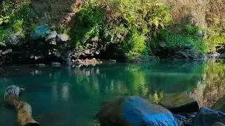 Nature sounds, water asmr, forest sounds, nature sounds no music, relaxing sounds for relaxation