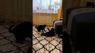 Отдам в добрые руки котов и собак на любой вкус и цвет.