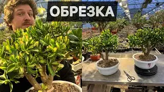 ПОДДЕРЖИВАЮЩАЯ ОБРЕЗКА СОРТОВЫХ КРАССУЛ / ДЕНЕЖНОЕ ДЕРЕВО / МАСТЕР ГЕОРГИЙ АРИСТОВ
