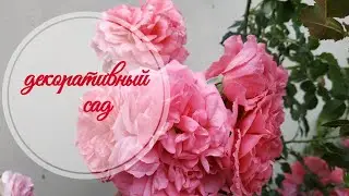 Садовая серия. Как организовать декоративный сад самострятельно. Начало💐