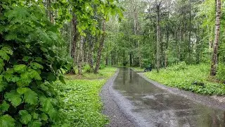 Звуки Природы /Дождь в лесу