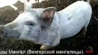 Поросятам уже три месяца. Гибрид Корейской свиньи и Мангала Венгерской мангалицы