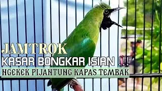 FULL Nembak Panjang-Panjang - Cucak Ijo Ngotot bongkar Isian Kasar