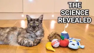 Why Cats Get BORED of Toys (And How To Fix It)!