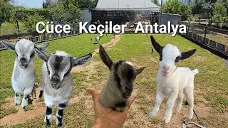 Cüce Keçi Antalya