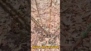 Дэни Хан (Одиль Маскелье)