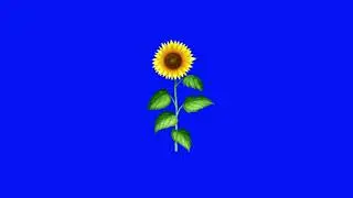 Sunflower Blue screen / Green Screen Video | Green Screen Animation