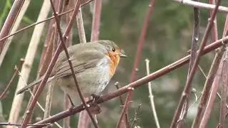 Robin Birds - efeito sonoro | alta qualidade (HD)