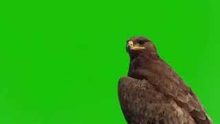 Eagle Bird Green Screen Video | Green Screen Animation