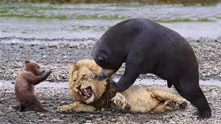 Giraffe vs Lions - Lions is King But Fail! - Mother Bear Save Her Baby From Puma Hunting