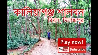 কালিয়াগঞ্জ শালবন / Kaliyaganj Forest (বিরল,দিনাজপুর)