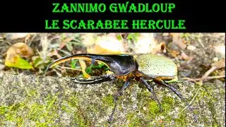 Zannimo Gwadloup : Hercules beetle ( Dynastes hercules)