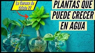 5 PLANTAS para Colocar en AGUA | Mira Cuales son / Paso a Paso