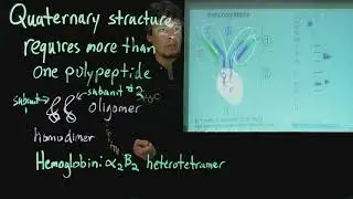 Topic 5.9 - Quaternary structure