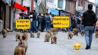 इन बंदरों ने तो सही मे मौज कर दी 😂😂 || Monkey funny videos || Monkey comedy