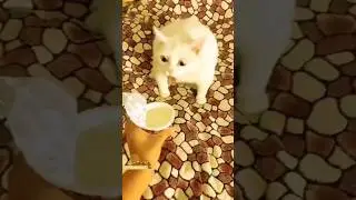 Funny Animals 2024 😂 - Funniest Cats and Dogs video 🐱 🐶 