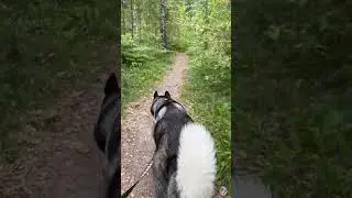 Cure Your Anxiety With Siberian Huskies!!!