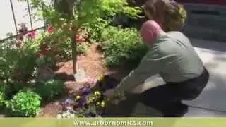 Lawn Care Atlanta | (404)666-4230 | Arbor-nomics